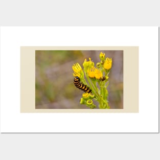 Cinnabar Moth Caterpillar on Ragwort Flowers Posters and Art